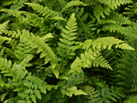 Hardy Fern Polystichum setiferum